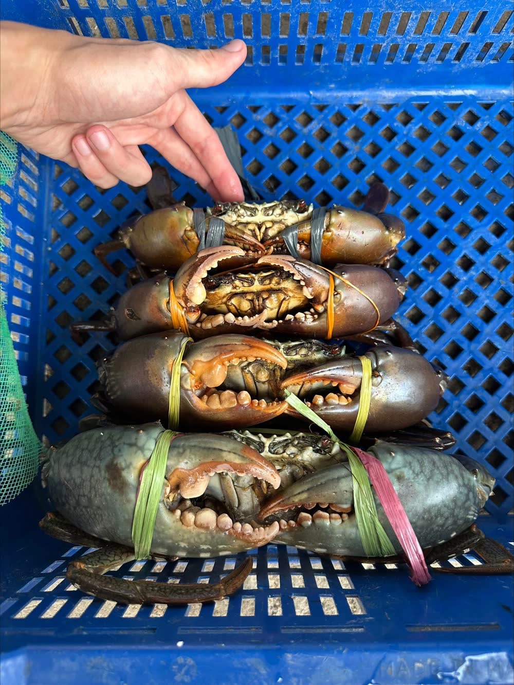 Four mud crabs stacked in a crate, smallest at the top, labelled M, L, XL and XXL