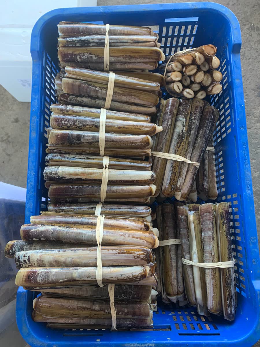 Bundles of bamboo clams banded together in a crate